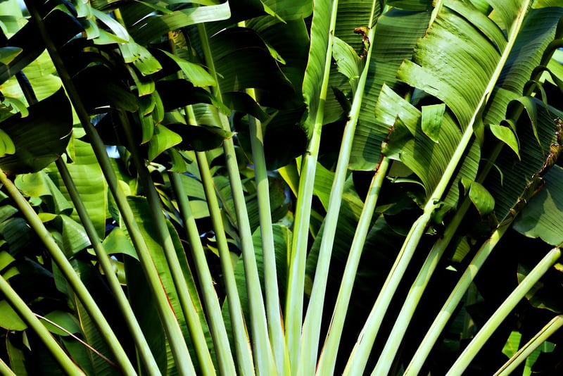 Tropical Wedding Decor